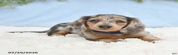 Miniature Dachshund dogs for sale: Tj - Ad 4
