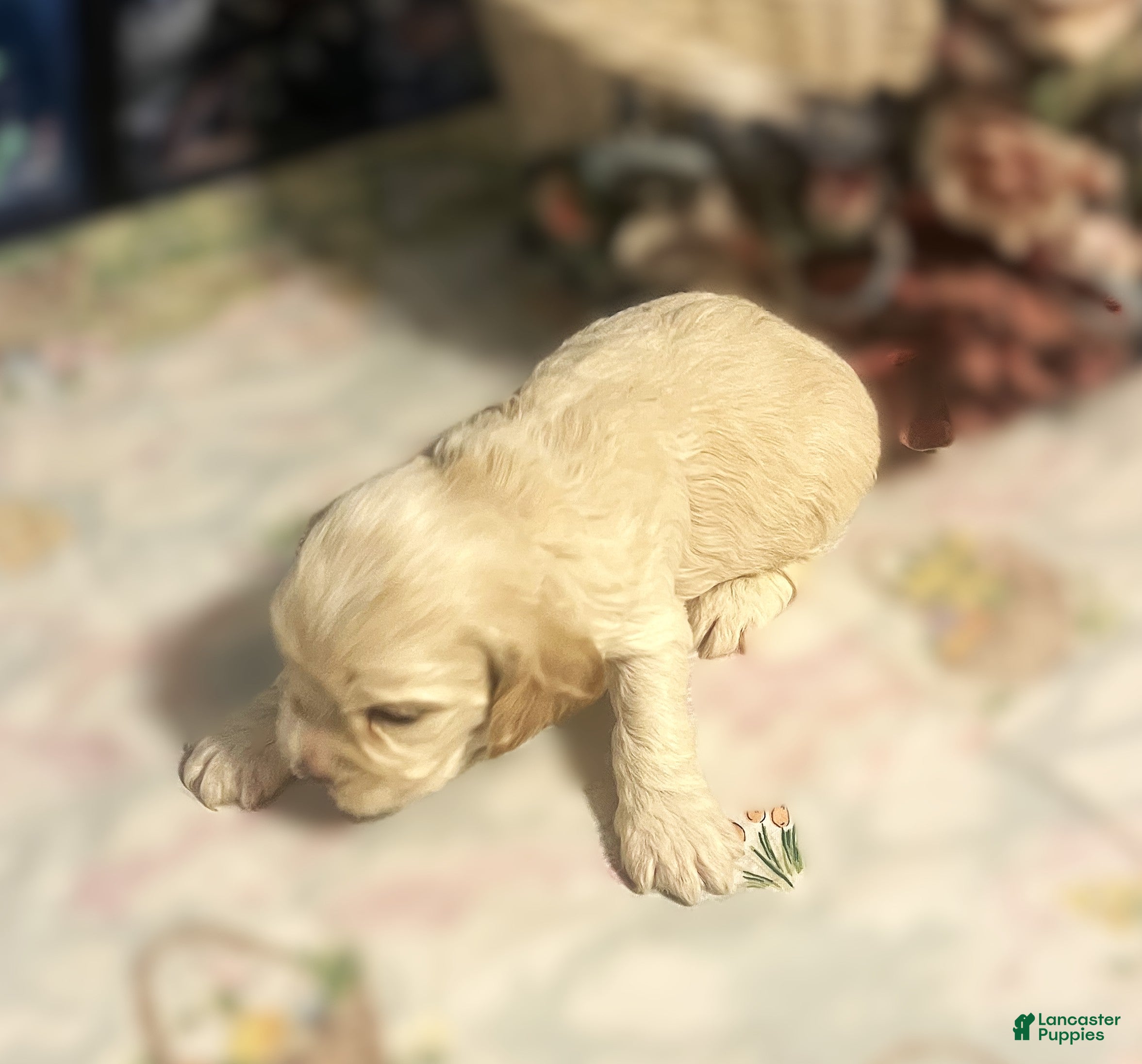 Cocker Spaniel dogs Cocker Spaniel Puppy 3 Female Rose - Ad 2