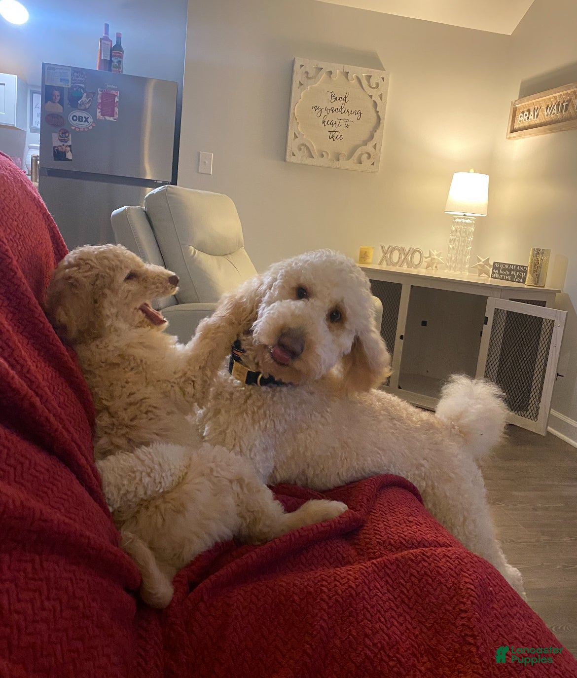 Labradoodle dogs for sale: Orange Collar Boy  - Ad 3