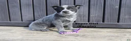 Australian Cattle Dog dogs for sale: Super Girl - Ad 1