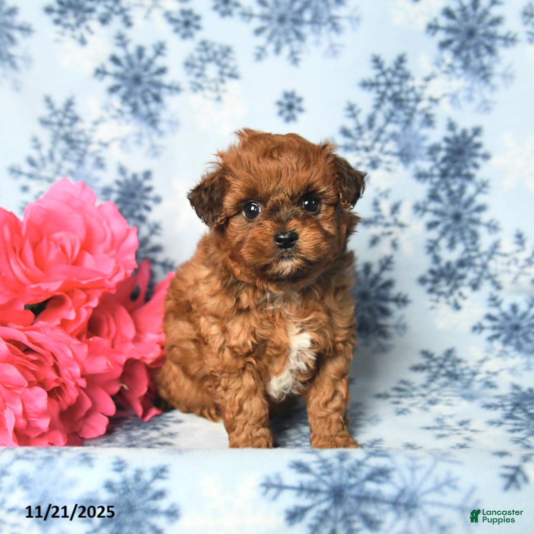 Havapoo dogs for sale: Freddie - Ad 2