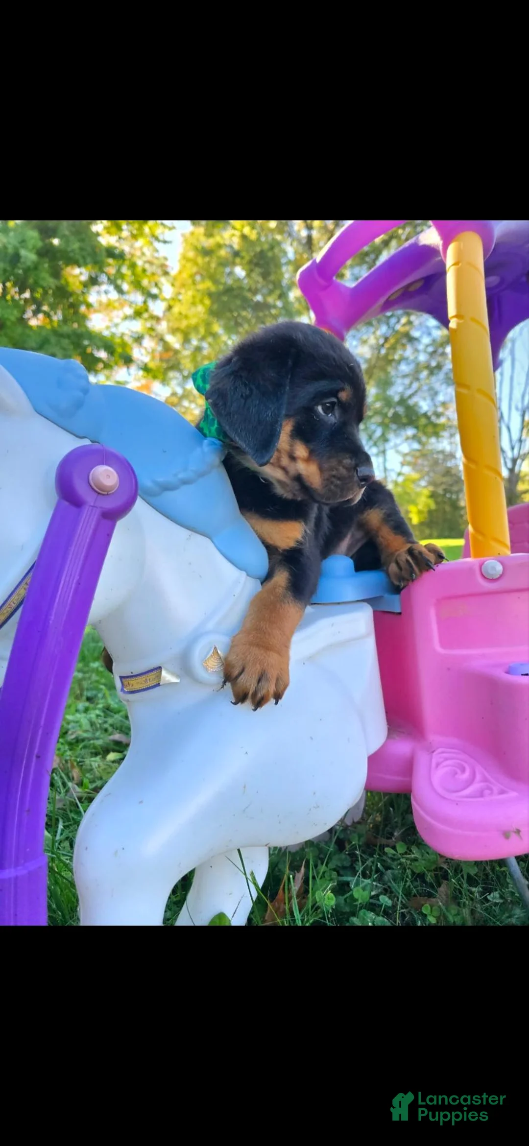 Rottweiler dogs for sale: Squeak - Ad 2