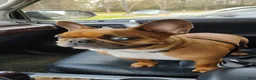 French Bulldog dogs for sale: Mugsy - Ad 8