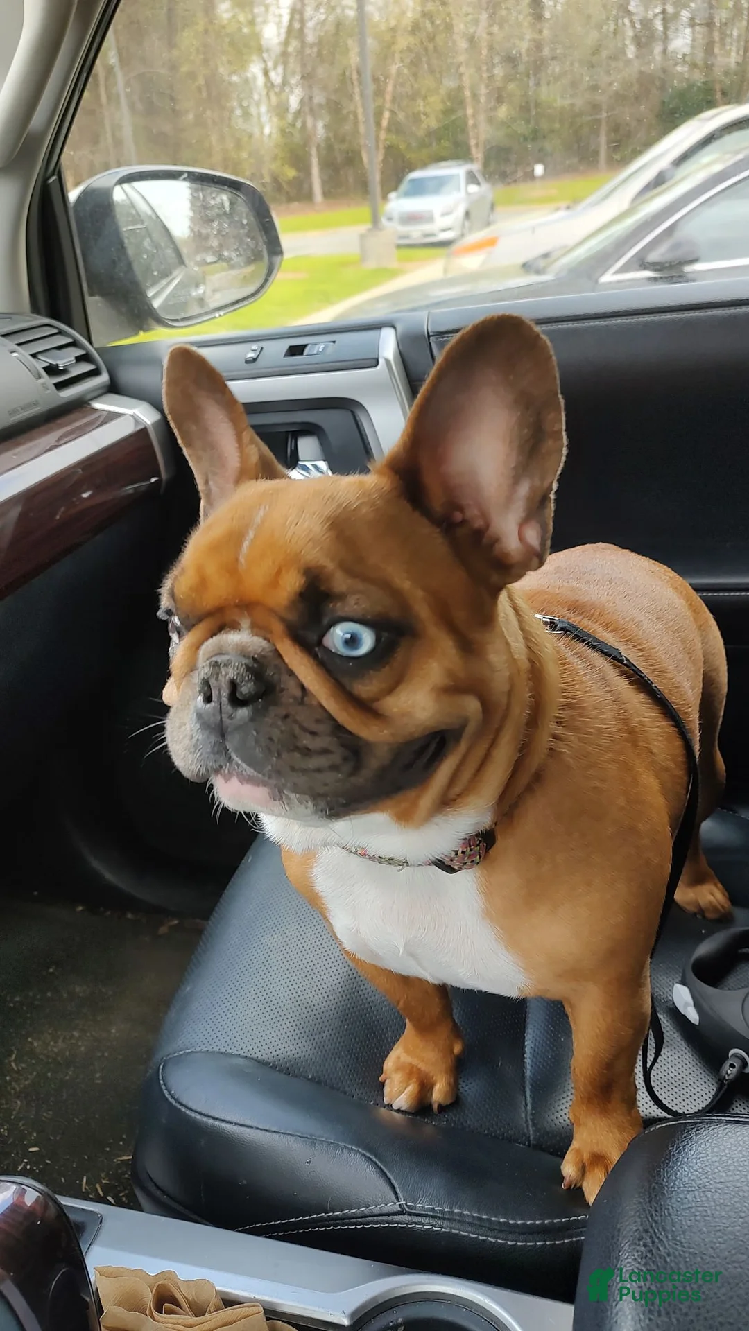 French Bulldog dogs for sale: Mugsy - Ad 8