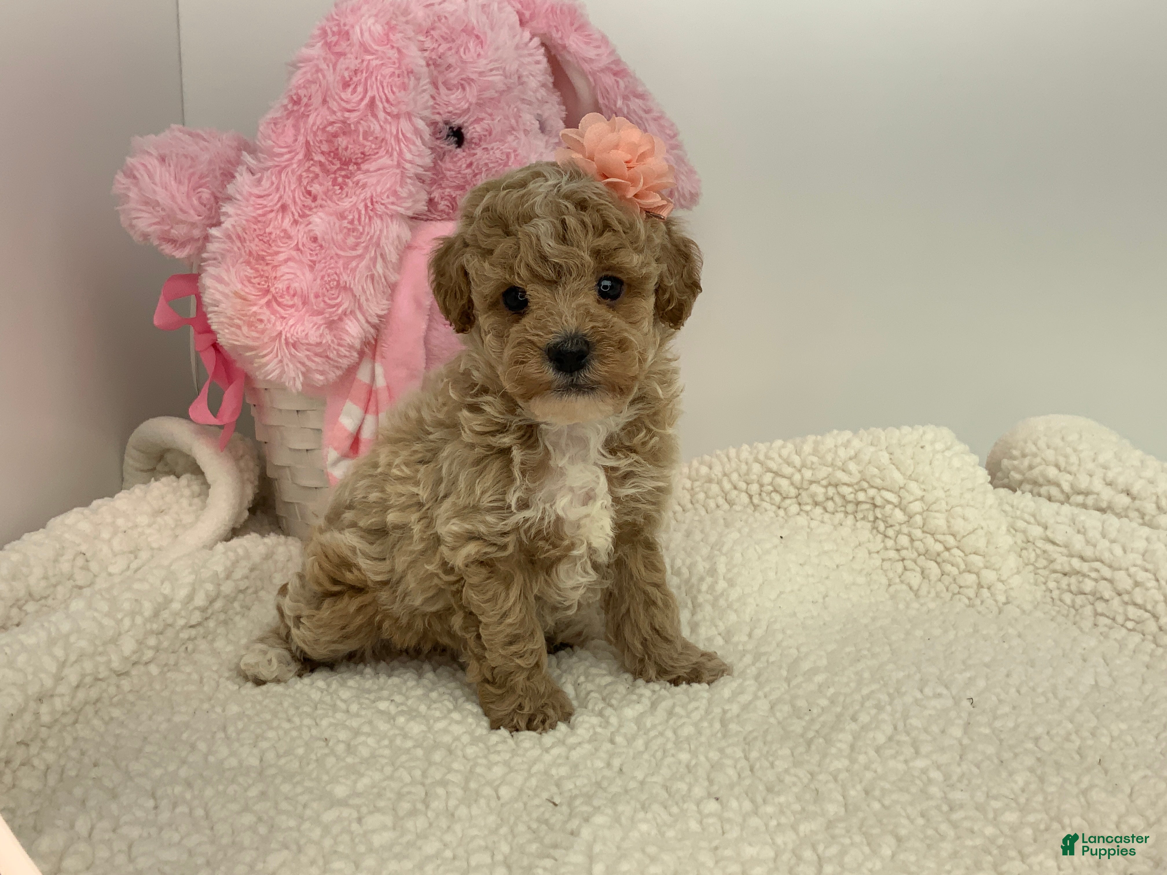 Toy Poodle dogs Joyce - Ad 2