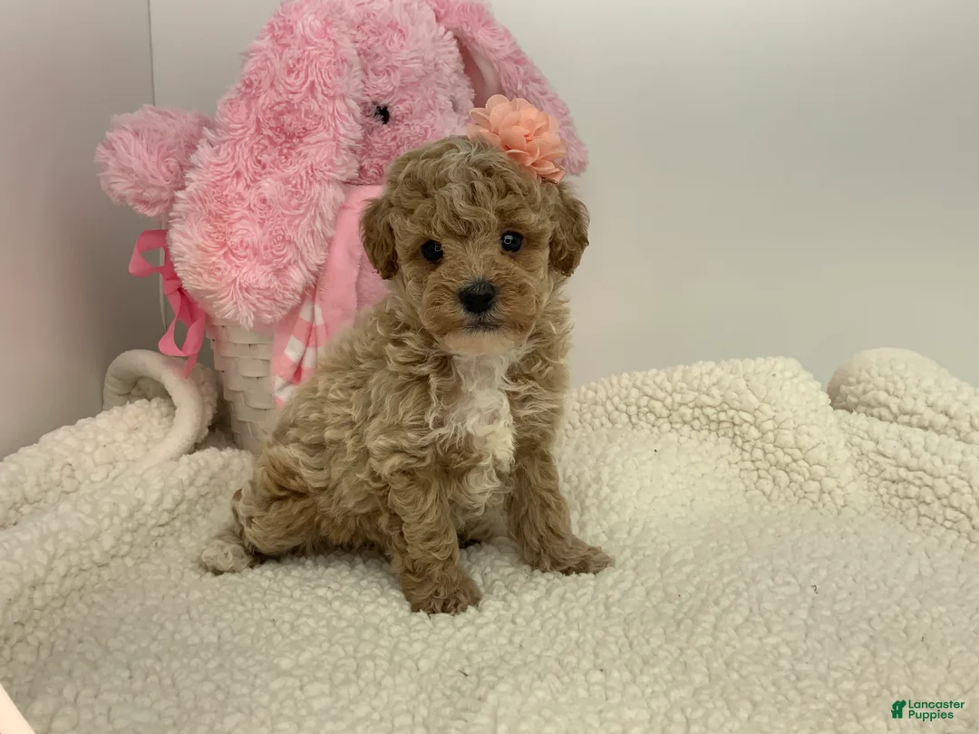 Toy Poodle dogs for sale: Joyce - Ad 2
