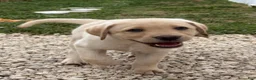 Labrador Retriever dogs for sale: Labrador Retriever Puppy 1 - Ad 3