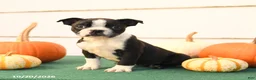 Boston Terrier dogs for sale: Asher - Ad 3