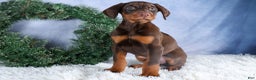 Doberman Pinscher dogs for sale: TOBY - Ad 5