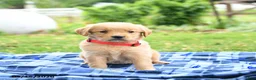 Golden Retriever dogs for sale: Cricket - Ad 4