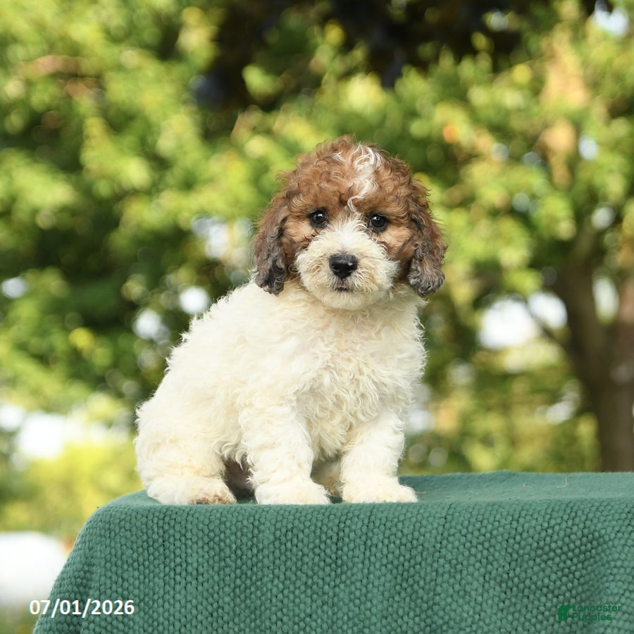 Miniature Poodle dogs Chase - Ad 2