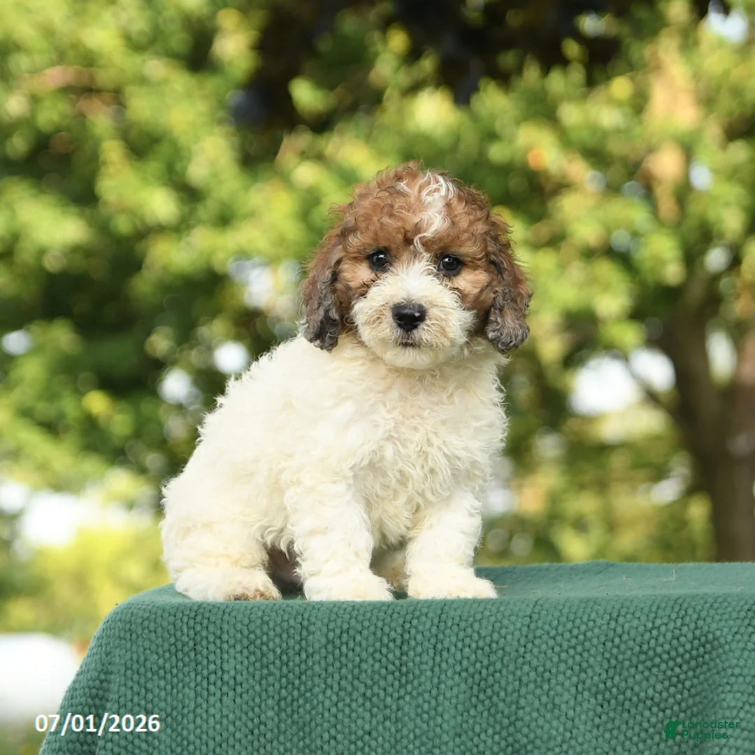 Miniature Poodle dogs for sale: Chase - Ad 2