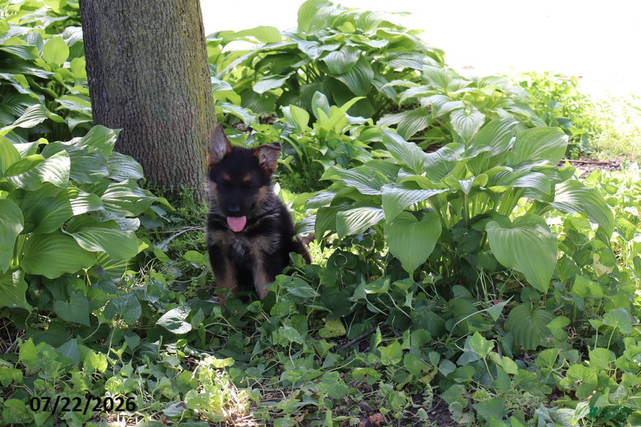 German Shepherd dogs Bill - Ad 1