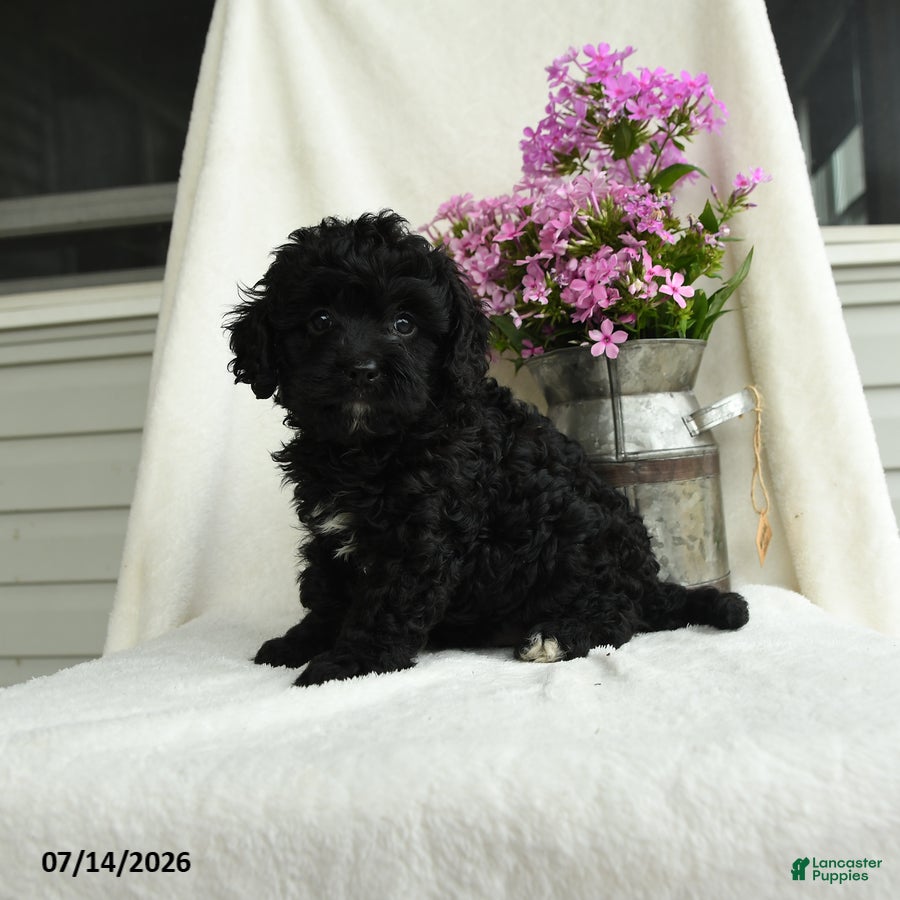 Cavapoo dogs Albert - Ad 1
