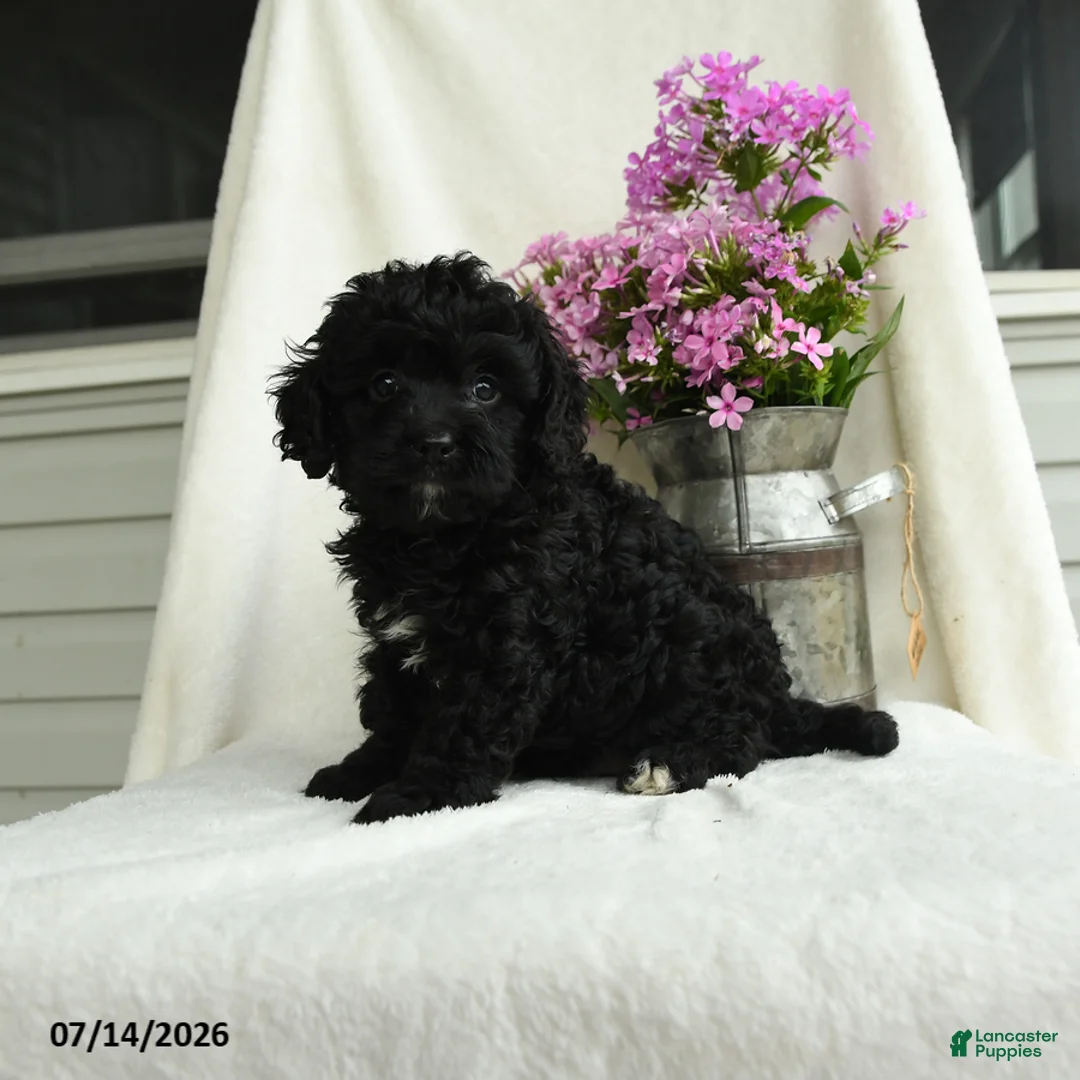 Cavapoo dogs for sale: Albert - Ad 1