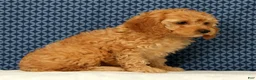 Cockapoo dogs for sale: Lucy - Ad 6