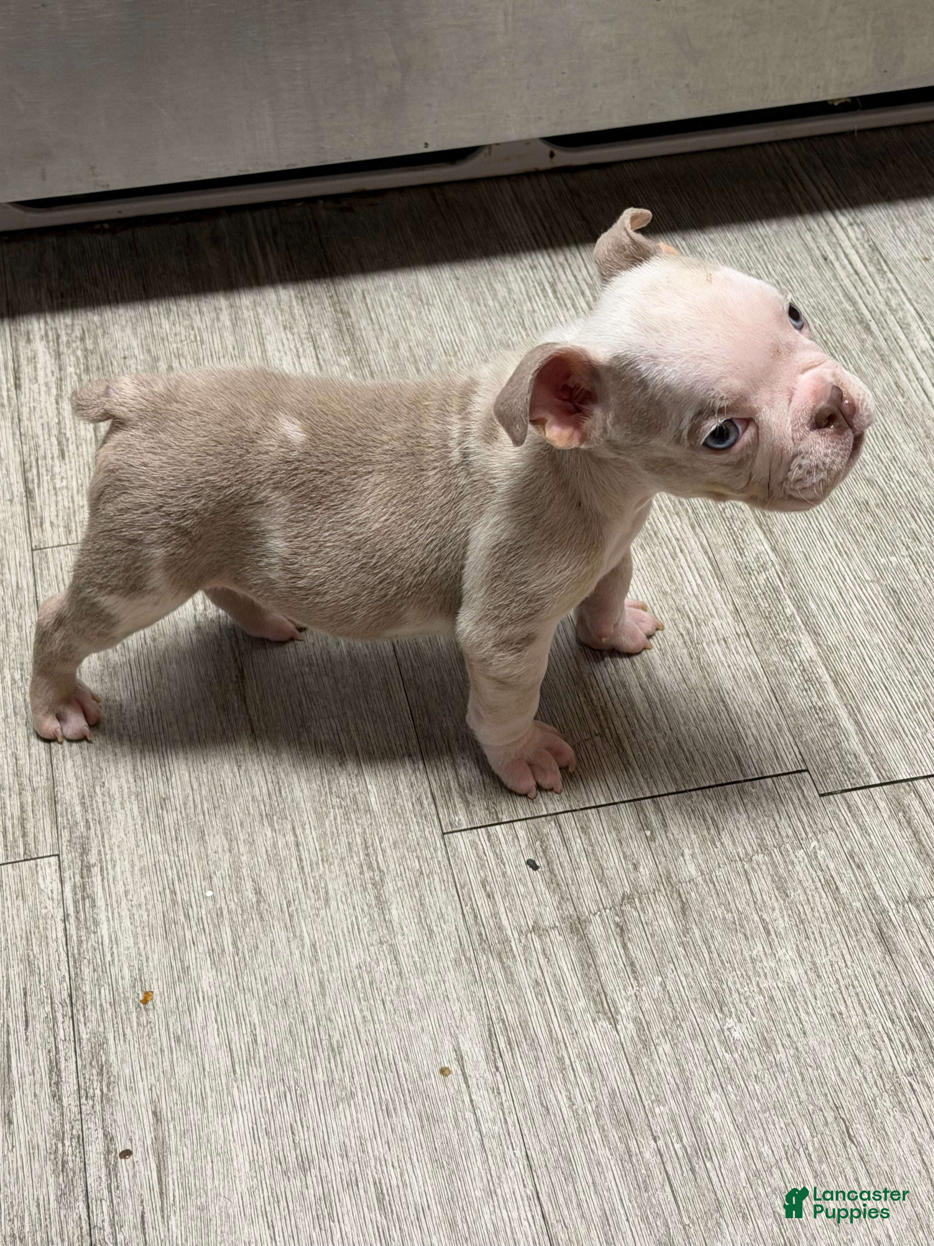English Bulldog dogs English Bulldog 3 - Ad 1