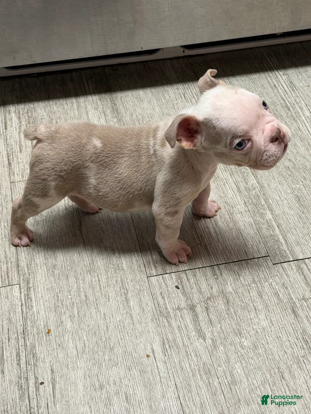 English Bulldog dogs for sale: English Bulldog 3 - Ad 1