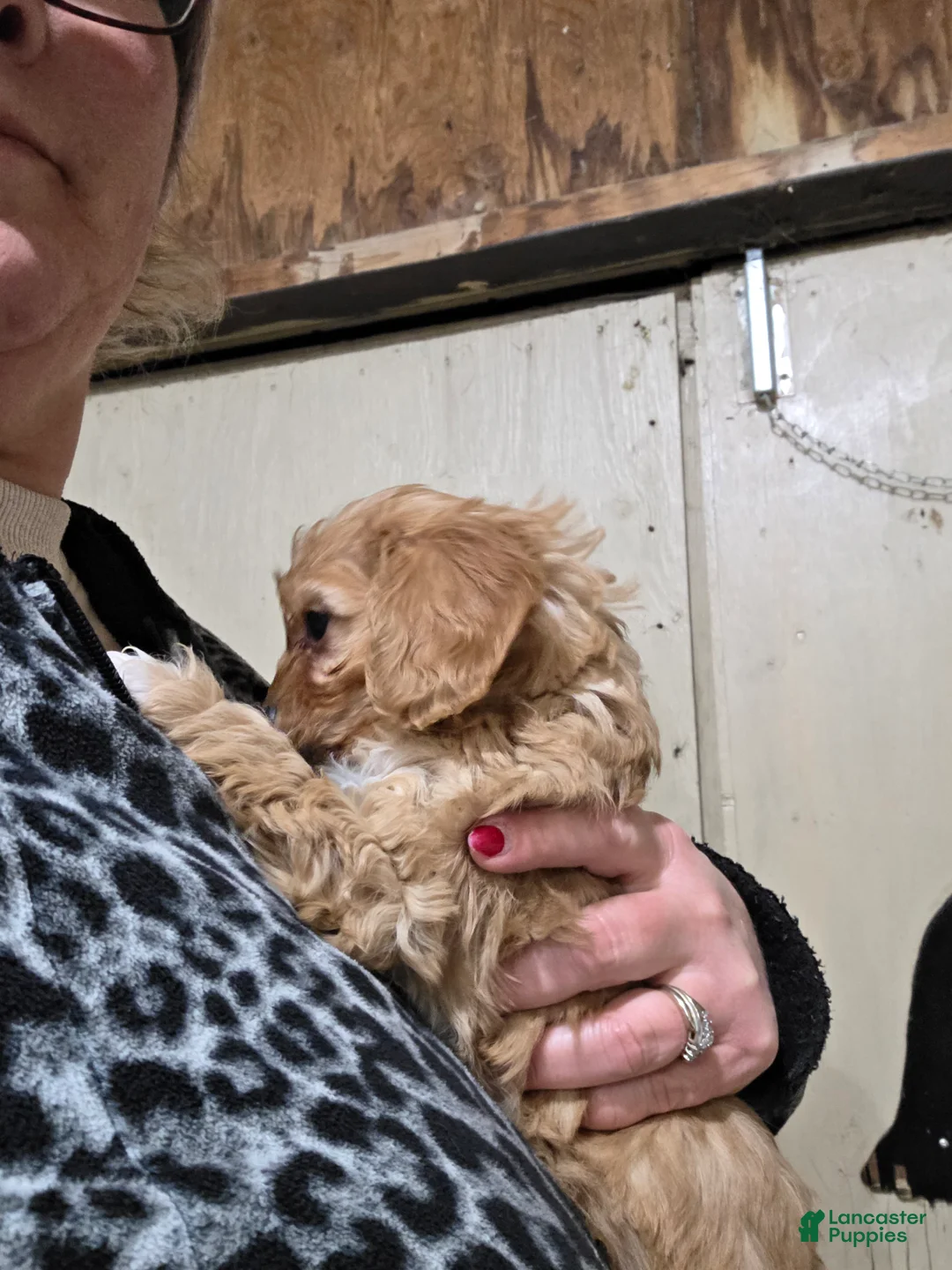 Cavapoo dogs for sale: Archie - Ad 4