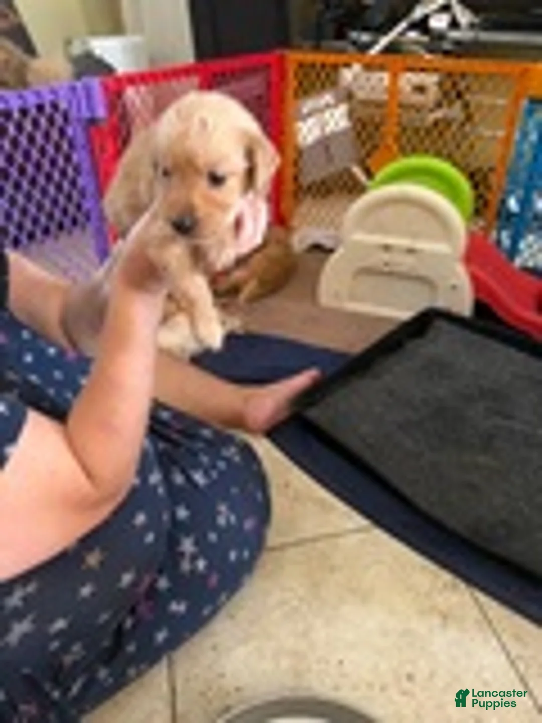 Golden Retriever dogs for sale: Golden Retriever Boy 3 - Ad 2