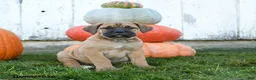 Cane Corso dogs for sale: Athena - Ad 5