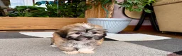 Mixed Breed dogs for sale: Lhasa/Coton male 2 - Ad 9