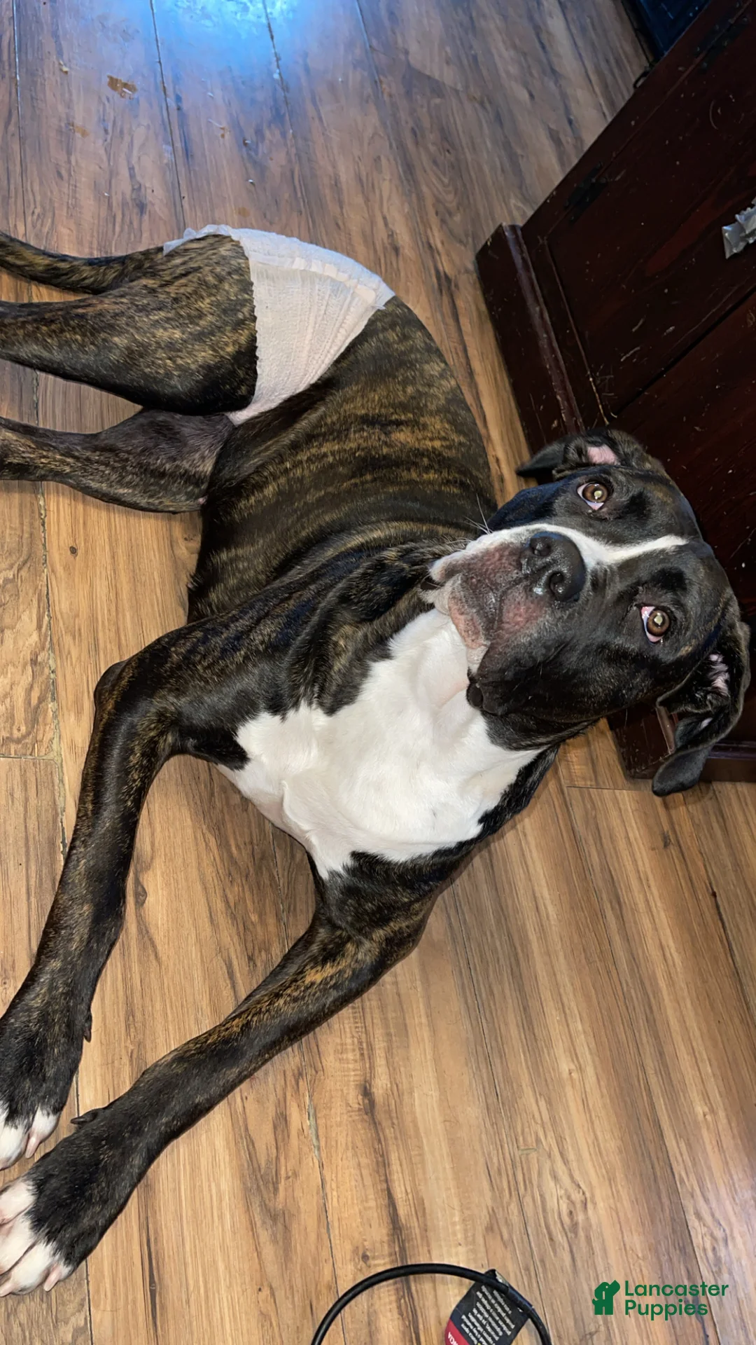 Cane Corso dogs for sale: Cane Corso Puppy 6 - Ad 2