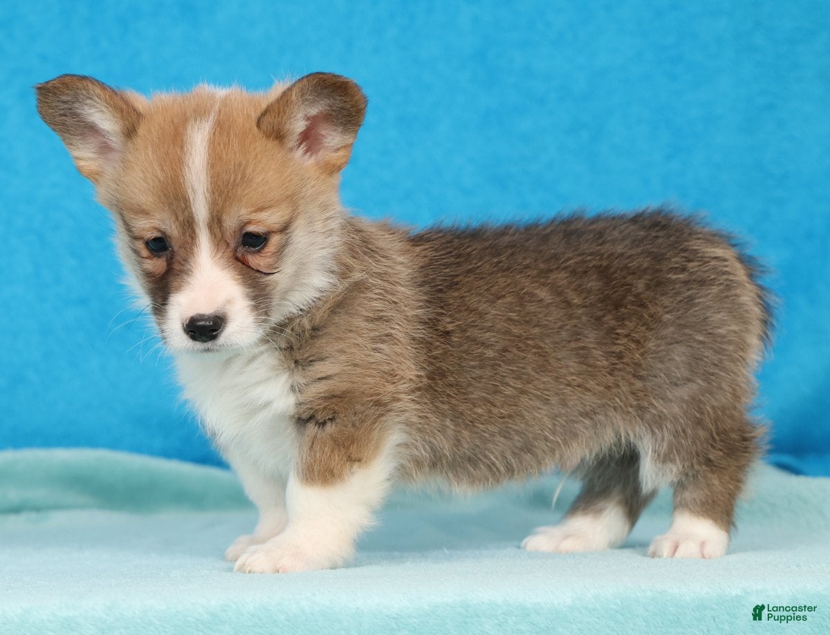 Welsh Corgi Pembroke dogs Max - Ad 2