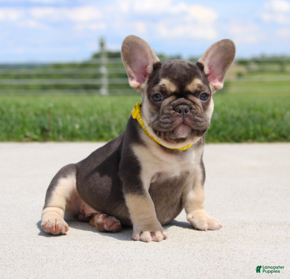 French Bulldog dogs Winston - Ad 1