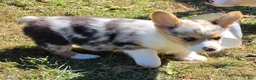 Welsh Corgi Pembroke dogs for sale: Stunning Stanley  - Ad 10