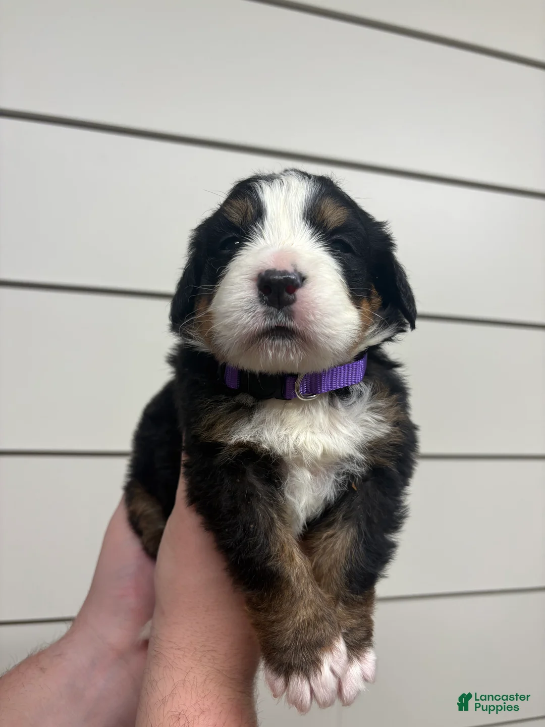 Bernese Mountain Dog dogs for sale: Aspen - Ad 2