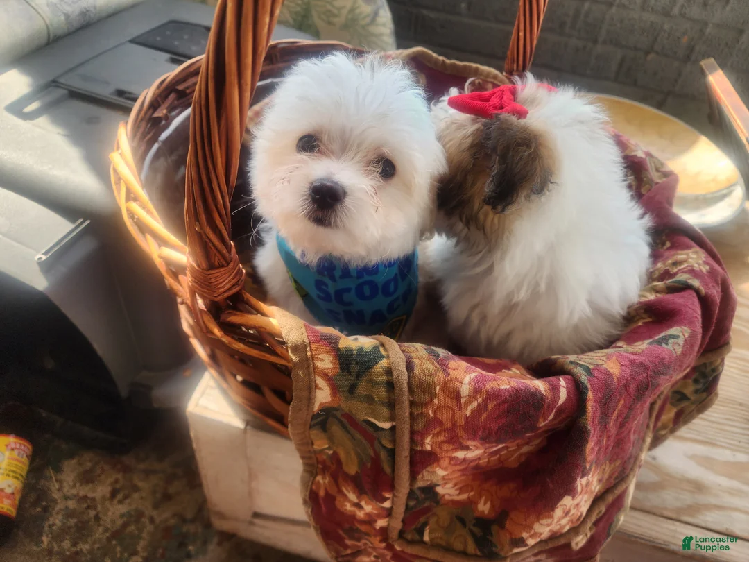 Pomapoo dogs for sale: Pomapoo 1 - Ad 1