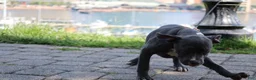 American Bully dogs for sale: Venus - Ad 47