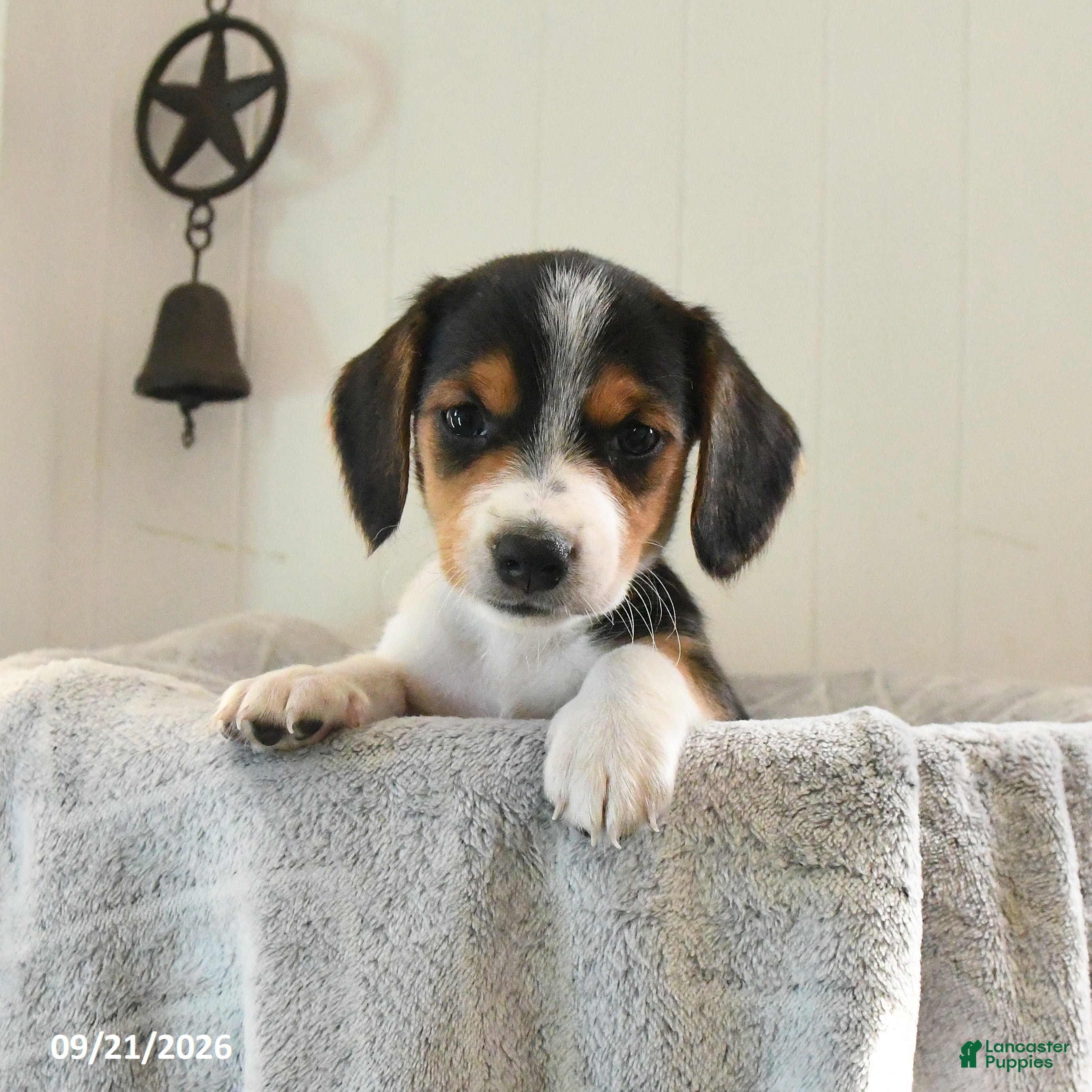 Mixed Breed dogs Twinkle - Ad 2