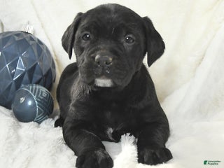 Mixed Breed dogs Mickey - Ad 10