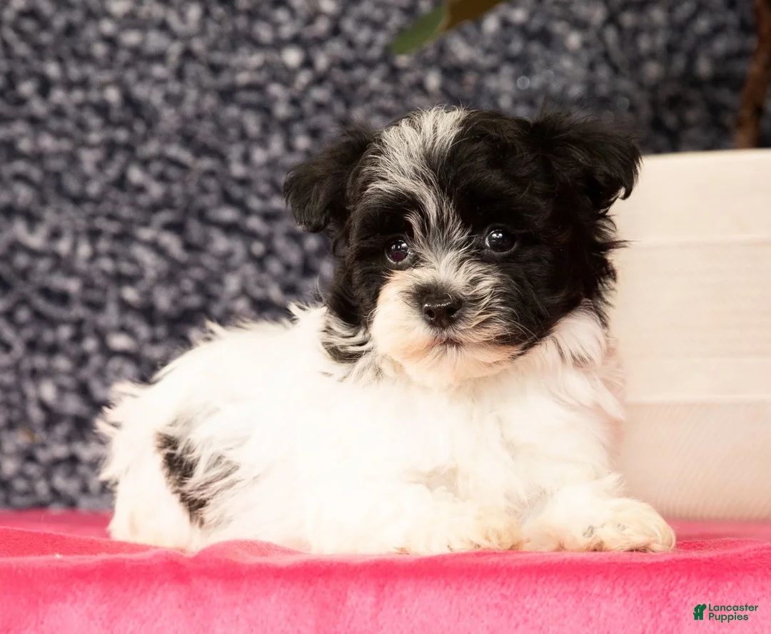 Havapoo dogs for sale: Gabe - Ad 4