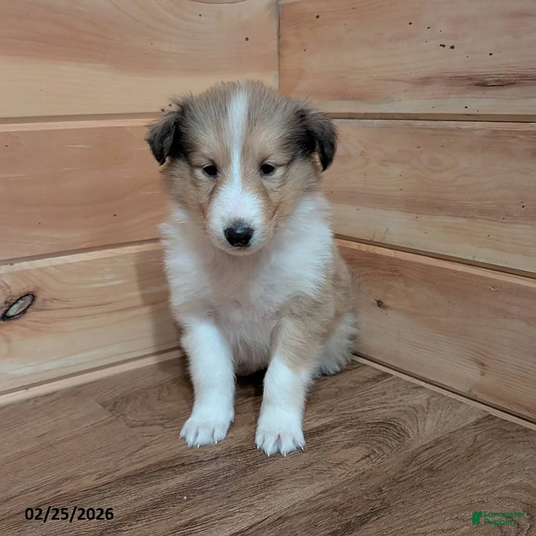 Collie dogs for sale: Lassie - Ad 3