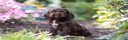 Cocker Spaniel dogs for sale: Harlow - Ad 4