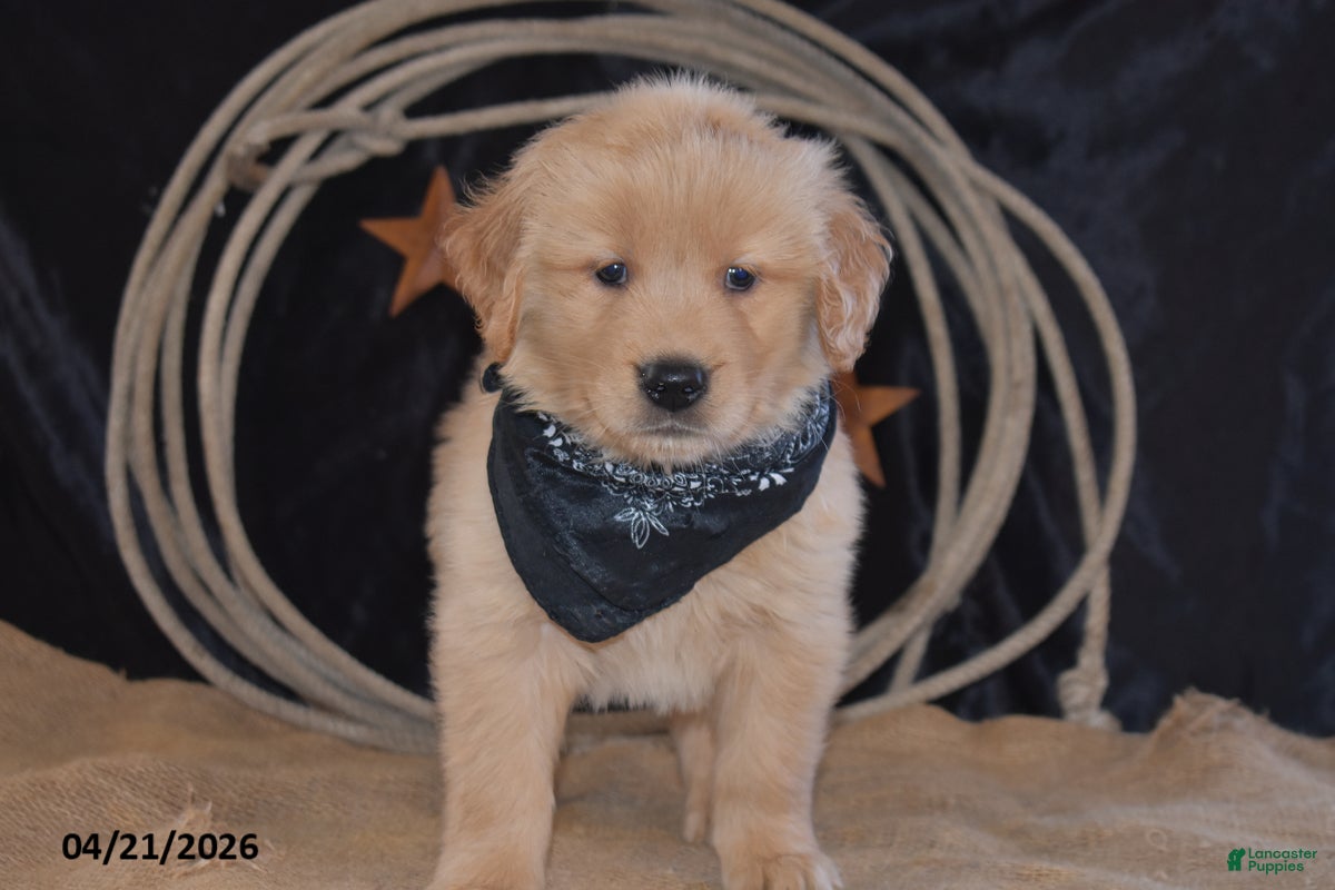 Golden Retriever dogs Kory - Ad 2