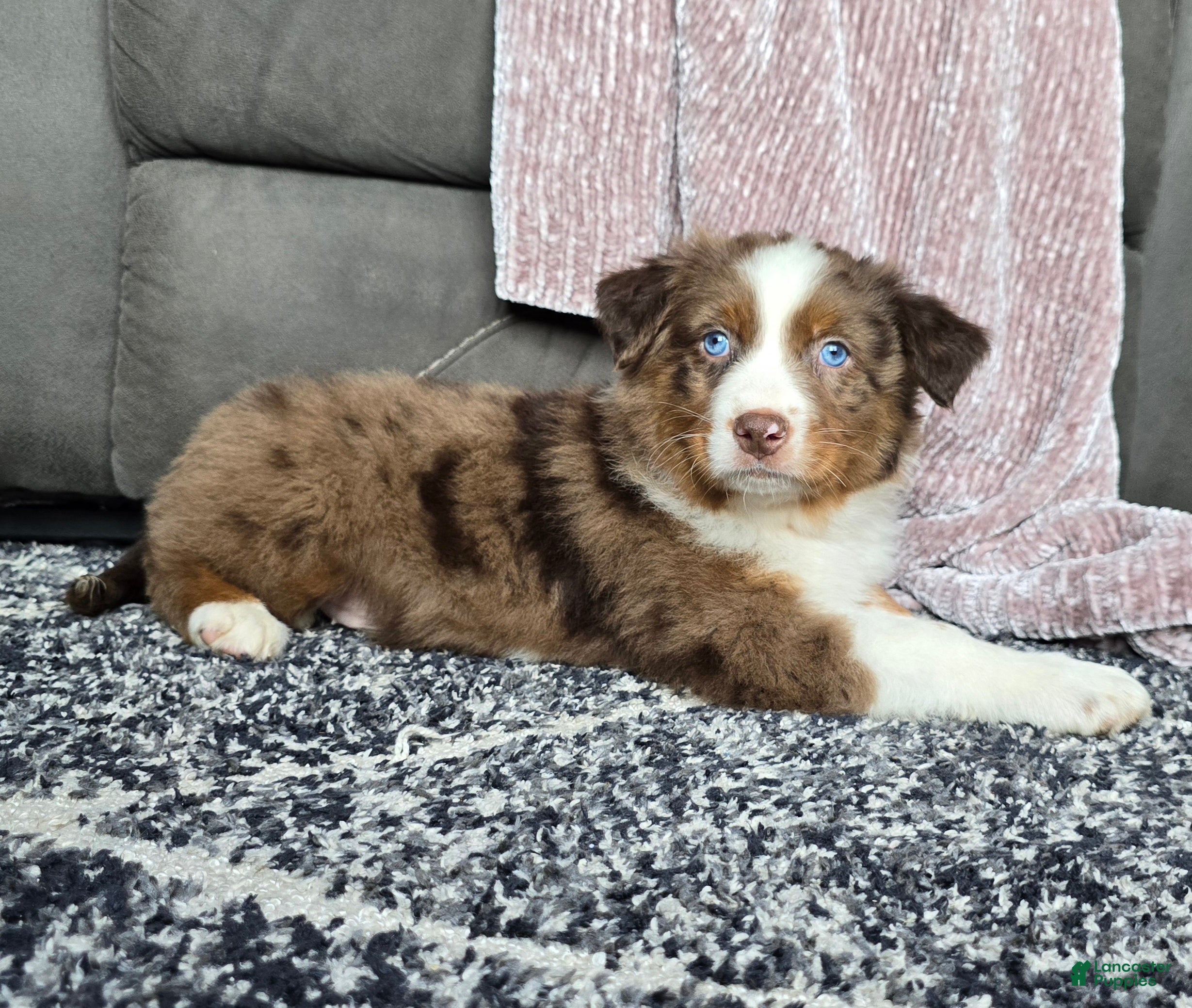 Australian Shepherd dogs Arnie - Ad 2