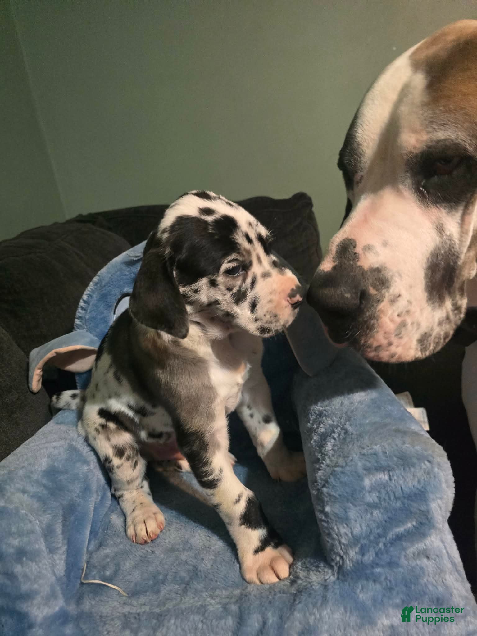 Great Dane dogs Apex - Ad 42