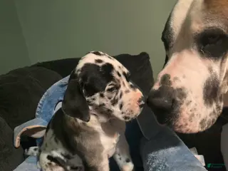 Great Dane dogs Apex - Ad 42