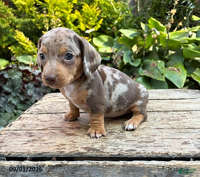 Dachshund dogs Fizzle - Ad 2