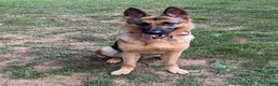 German Shepherd dogs for sale: Kayda - Ad 2