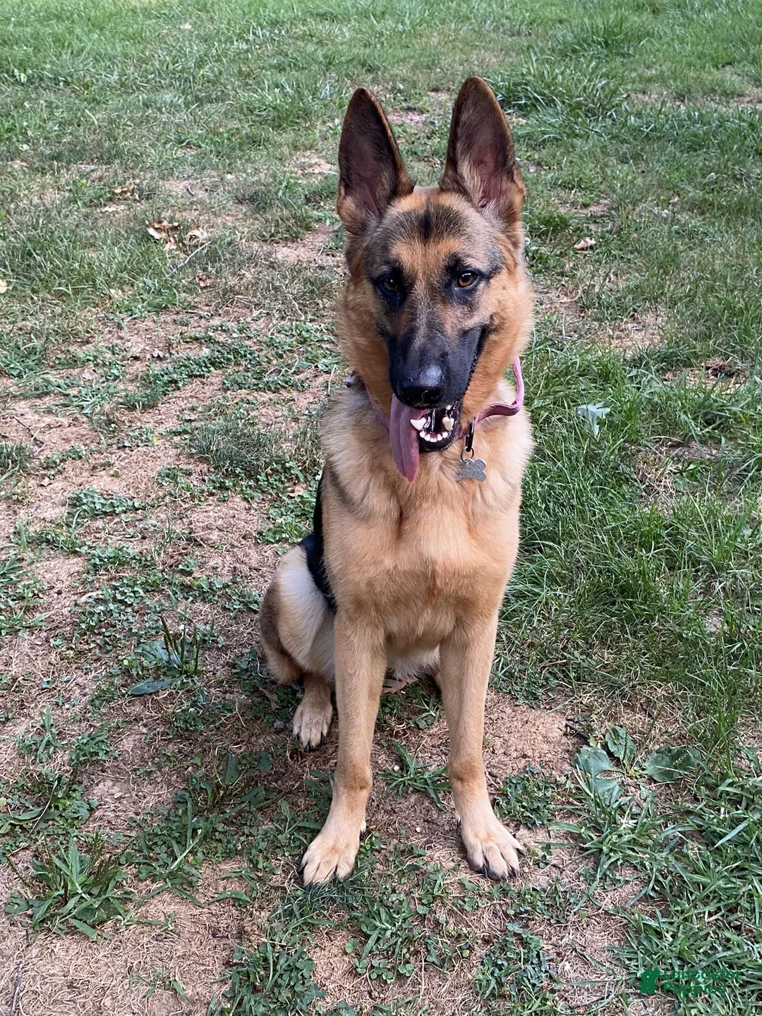 German Shepherd dogs for sale: Kayda - Ad 2