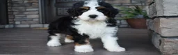 Mini Bernedoodle dogs for sale: Jester - Ad 9