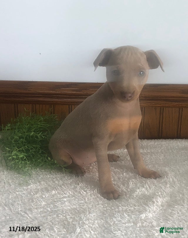 Miniature Pinscher dogs April - Ad 18