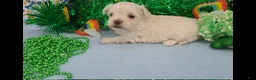 Maltese dogs for sale: Maltese Puppy 2  - Ad 3