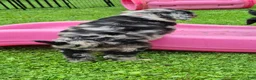 Mini Sheepadoodle dogs for sale: Cosmo - Ad 7