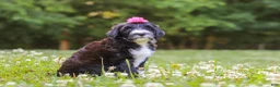 Portuguese Water Dog dogs for sale: Grace - Ad 6